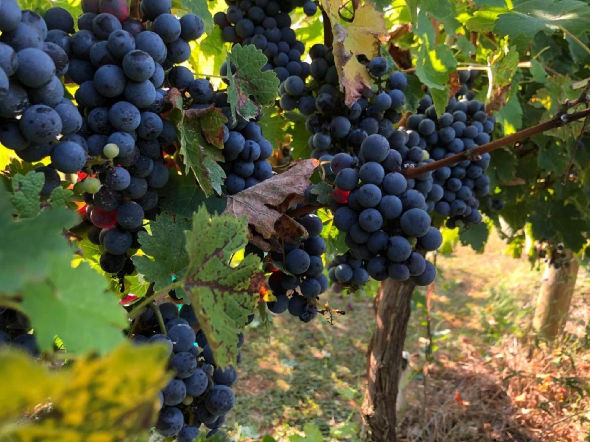 Borgo Syrah Hotel Cortona Eksteriør billede